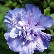 Blue Rose of Sharon Seeds