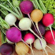 Rainbow Mix Radish Seeds