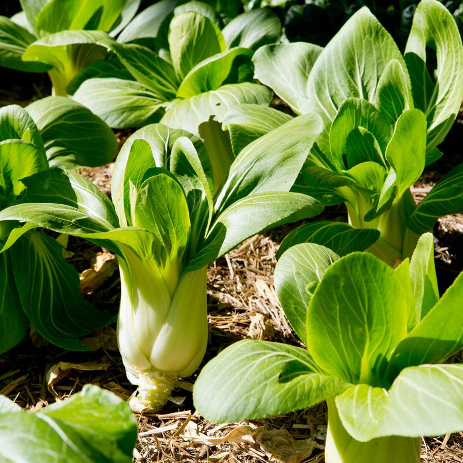 Bok Choy Seeds – Brassica rapa subsp. chinensis