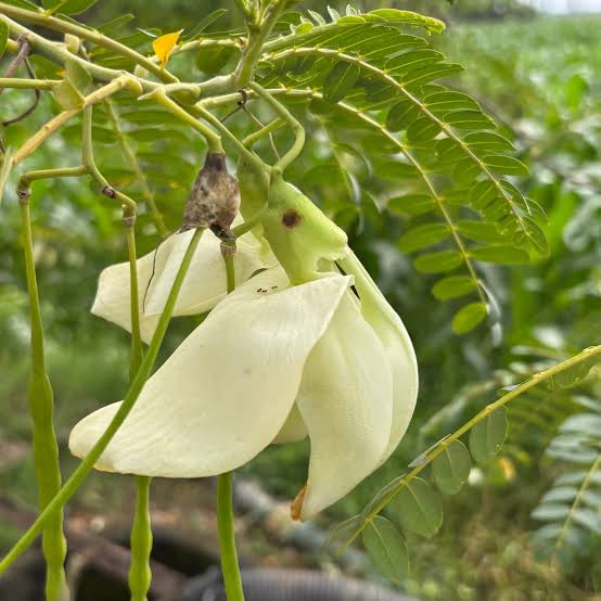 Bokful Seeds - Sesbania grandiflora Flower Seeds