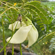 Bokful Seeds - Sesbania grandiflora Flower Seeds