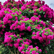 Dark Pink Maroon Bougainvillea Seeds