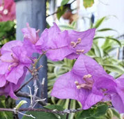 Elizabeth Angus Bougainvillea Seeds