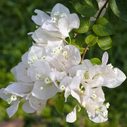 Mauna Kea White Bougainvillea Seeds
