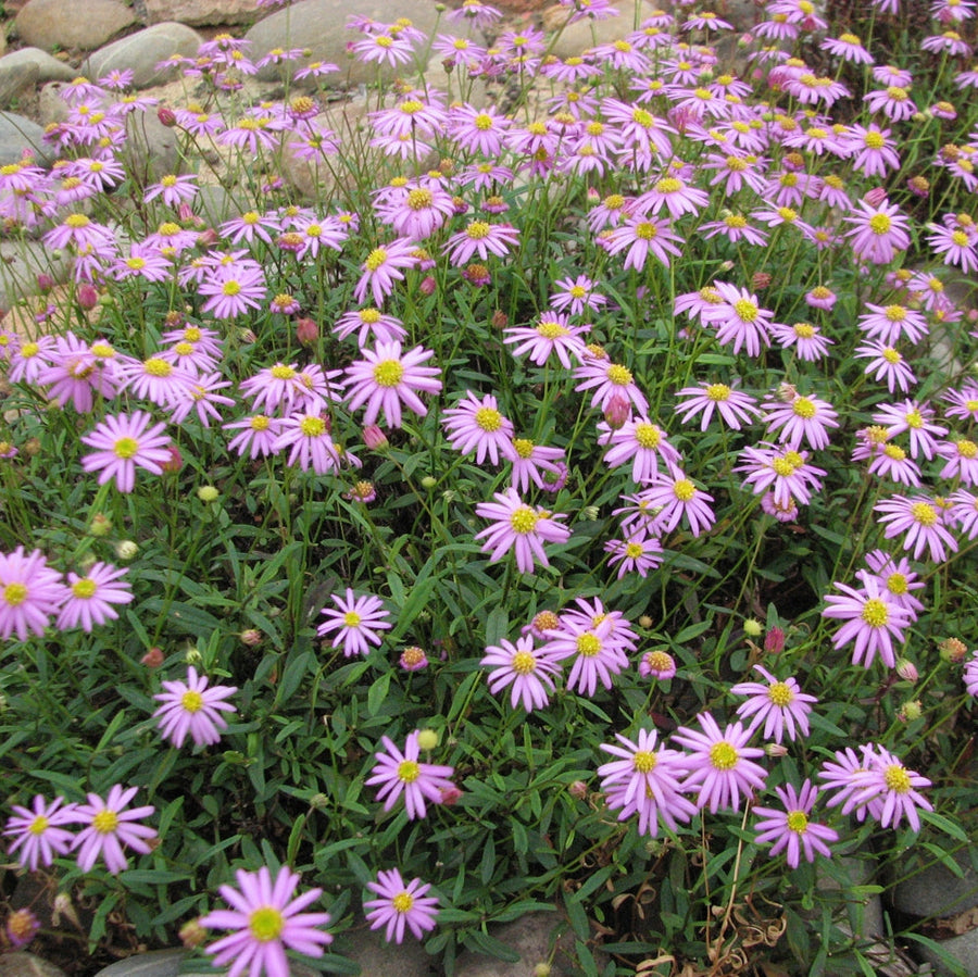 Swan River Daisy Seeds - Brachyscome iberidifolia Flower Seeds