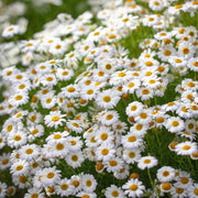 Swan River Daisy Seeds - Brachyscome iberidifolia Flower Seeds