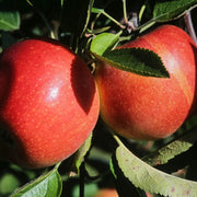 Braeburn Apple Seeds