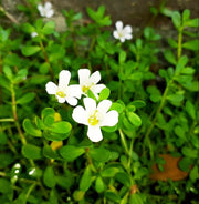 Brahmi Seeds - Herbal Plant For Home Gardens