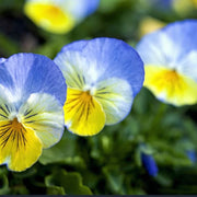 Blue Yellow Pansy Seeds