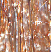 Native Grass Broom sedge Seeds, Herbal