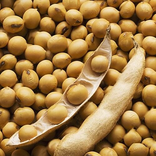 Brown Soybean Seeds