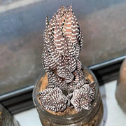 Brown Haworthia reinwardtii Seeds, Herbal