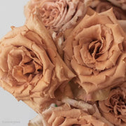 Brown Rosa spp. Seeds