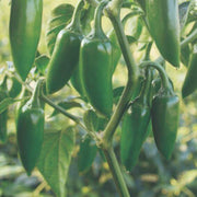 Bullet Chilli Seeds