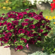 Maroon Color Petunias Seeds