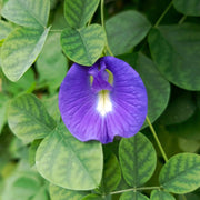Blue Butterfly Pea Seeds