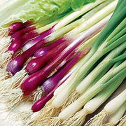 Apache Onion Seeds