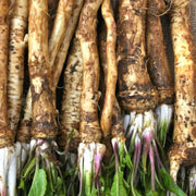 Horseradish Seeds, Heirloom