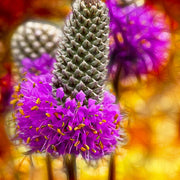 Wildflower Dalea Purpurea Seeds