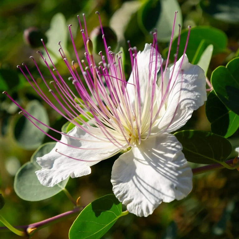 Flinders Rose Caper Seeds, Herbal