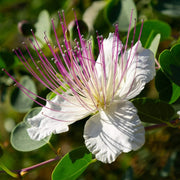 Flinders Rose Caper Seeds, Herbal