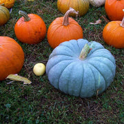 Blue Moon Pumpkin Seeds