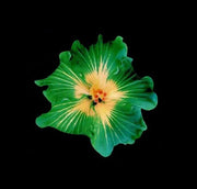 Green Hibiscus Seeds