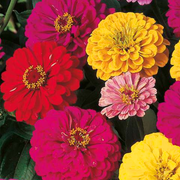 Bright Mix Zinnia Seeds