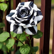 Black and White Rose Seeds