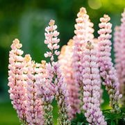 Baby Pink Lupine Seeds