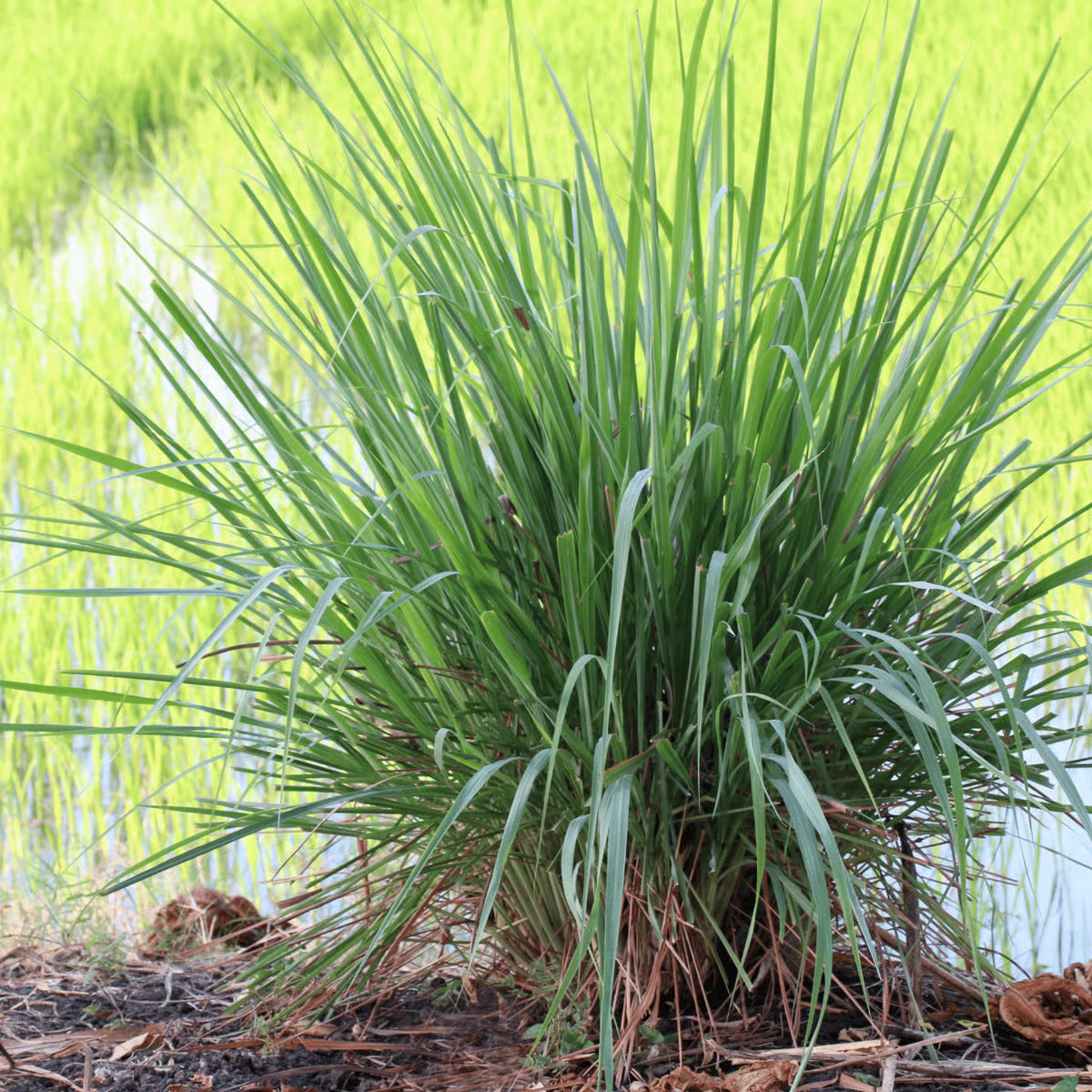Tall Aromatic Lemongrass Seeds, Herbal