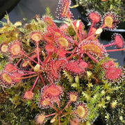 Round-Leaved Sundew Seeds