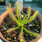 Thread-Leaved Sundew Seeds