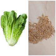 Romaine Lettuce Seeds