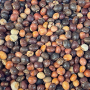 Cajanus Cajan Pigeon Pea Seeds