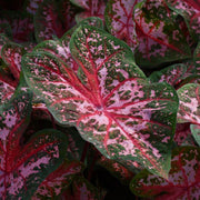 Carolyn Whorten Caladium Seeds, Herbal