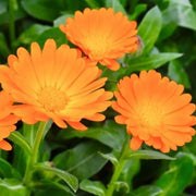 Calendula Seeds - for Home Gardens Seeds