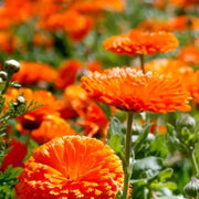 Pacific Beauty Orange Calendula Seeds