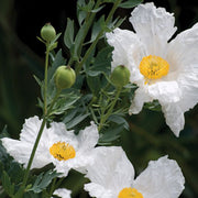 Romneya coulteri Poppy Seeds