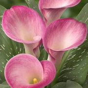 calla lily Light Pink Seeds