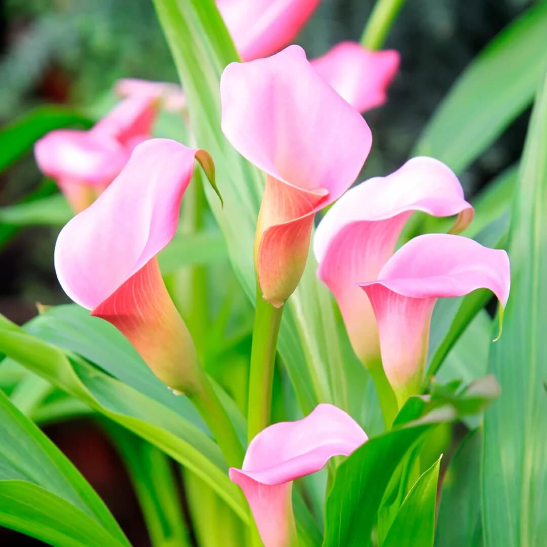 calla lily Light Pink Seeds