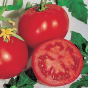 Campbell's Soup Tomato Seeds