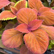 Orange & Green Coleus Seeds