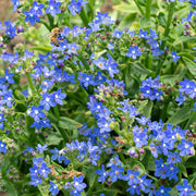 Cape Forget Me Not Seeds - Anchusa capensis Flower Seeds