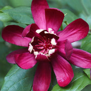 Sweet Shrub Carolina Allspice Seeds