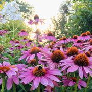 Attracts Bees and Butterflies Coneflower Seeds