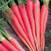 Red Giant Carrot Seeds