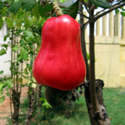 Cashew Apple Seeds