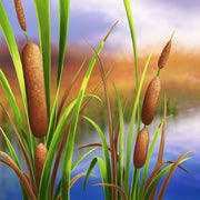 Wetland Broadleaf Cattail Seeds, Herbal
