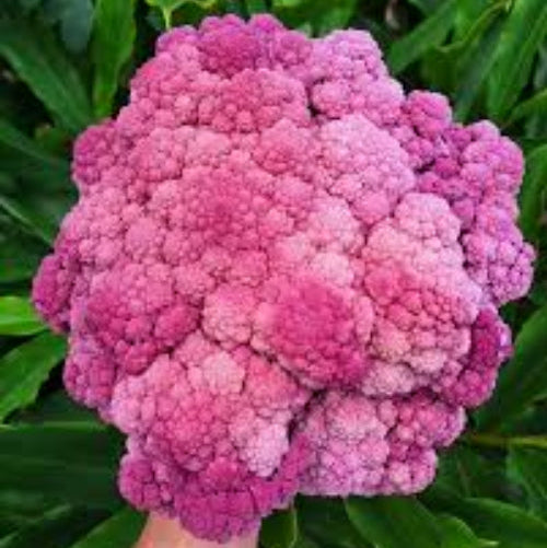 Pink Broccoli Seeds